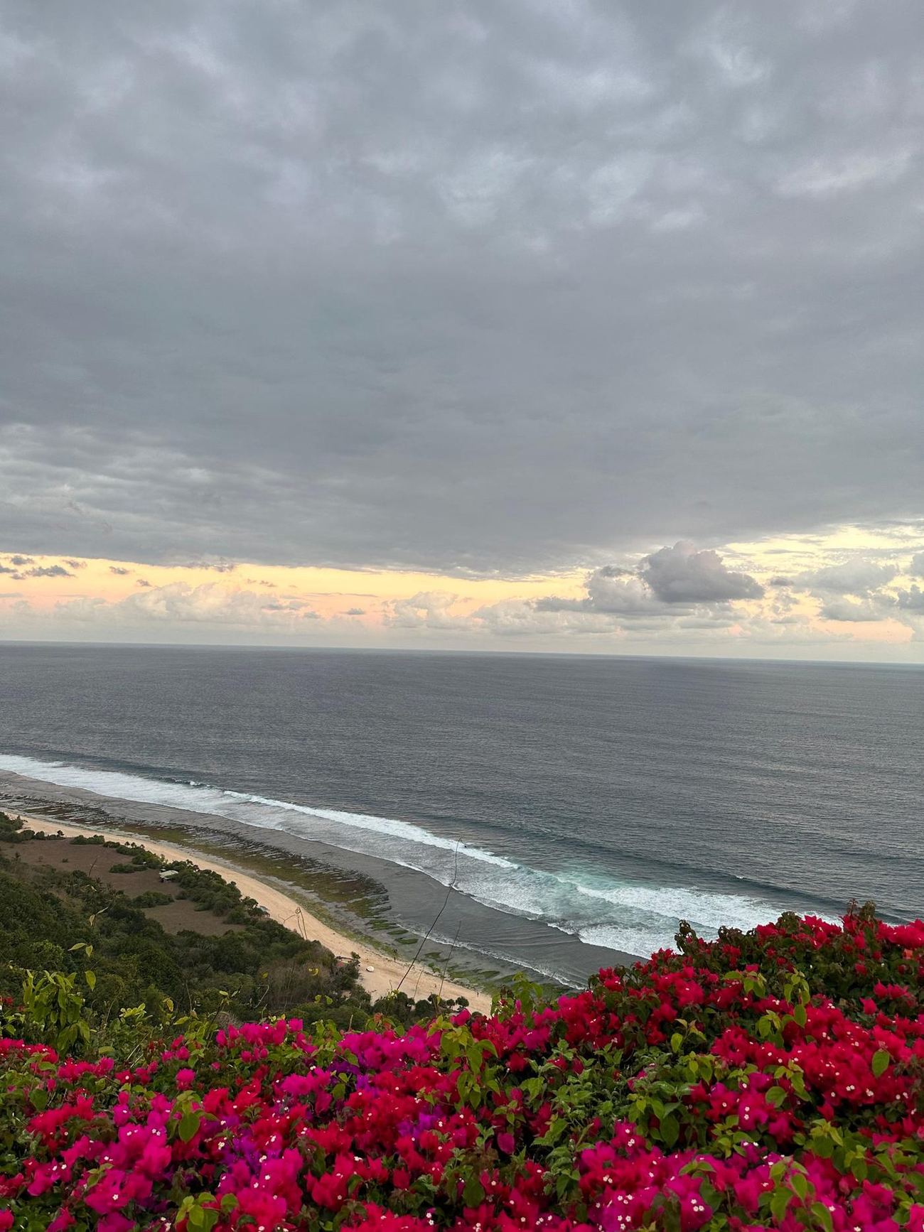 A wide view over the sea at dusk with bright pink flowers in the foreground